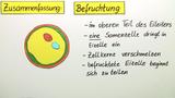 Weibliche Keimzellen und Befruchtung