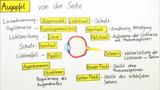 Bau und Funktion des Auges