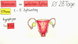 Hormone im weiblichen Zyklus