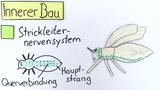 Bau der Insekten