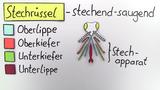Mundwerkzeuge von Insekten