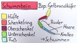 Beine von Insekten