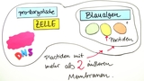 Endosymbiontentheorie - Primäre und Sekundäre Endosymbiose