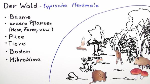 Biotische Faktoren Im Wald Arten von Ökosystemen - Mittelstufe - Biologie online lernen