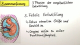 Vom Embryo zum Fetus - vorgeburtliche Entwicklung