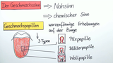 Der Geschmackssinn