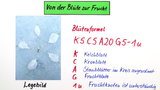 Die Entstehung von Früchten - am Beispiel Apfel