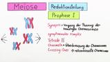 Meiose / Keimzellenbildung