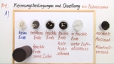 Keimungsbedingungen und Quellung Keimungsbedingungen und Quellung