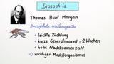 Drosophila Chromosom: Genkopplung, Rekombination, Genkartierung