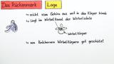 Bau und Funktion des Rückenmarks