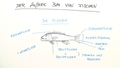 Äußerer Bau von Fischen