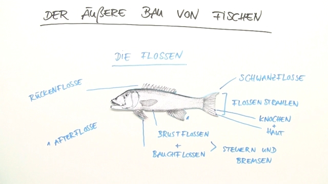 Fisch Liegt Auf Der Seite Aber Atmet Noch Fische – äußerer Bau (Übungen & Arbeitsblätter) – sofatutor