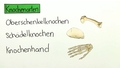 Das Skelett