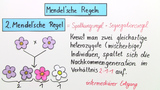 Grundlagen der Genetik und Kreuzungsschema
