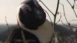 Überlebenskampf der Brillenpinguine in Südafrika