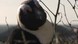 Überlebenskampf der Brillenpinguine in Südafrika