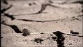 Durstiges Land - Namibia
