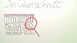 Aufbau und Funktion des Laubblatts Aufbau und Funktion des Laubblatts