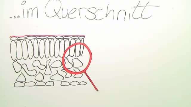 Laubblatt – Aufbau und Funktion – Biologie online lernen