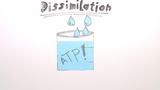 Dissimilation - Zellatmung Dissimilation - Zellatmung