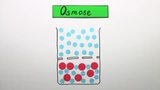Osmose Osmose