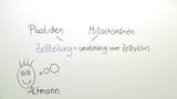 Entstehung der Chloroplasten und Mitochondrien - Die Endosymbiontentheorie