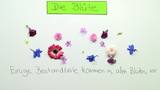 Die Blüte Die Blüte