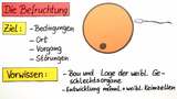 Befruchtung
