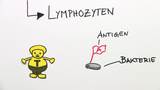 Aufbau des Immunsystems Teil II - Die spezifische Abwehr