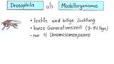 Drosophila als Modellorganismus für Kreuzungsversuche